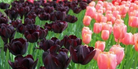 Kada iskopati tulipane nakon cvatnje